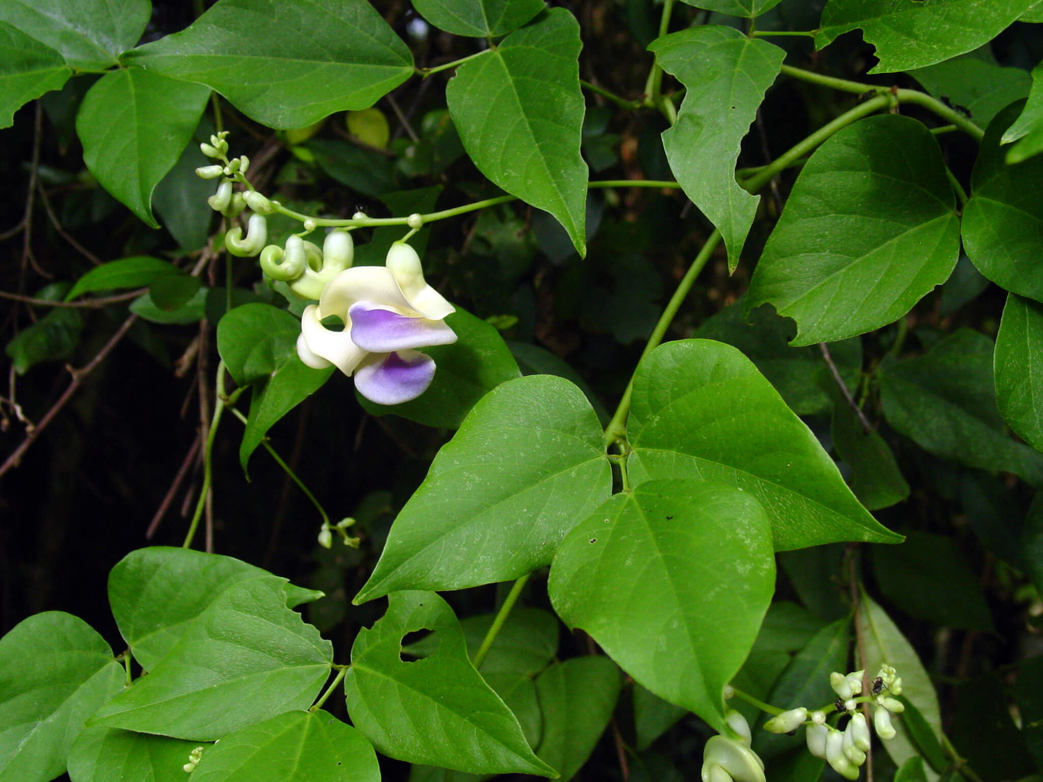 Cochliasanthus caracalla